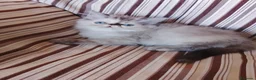 Persa gatos en venta: Gatas persas  - Anuncio 5