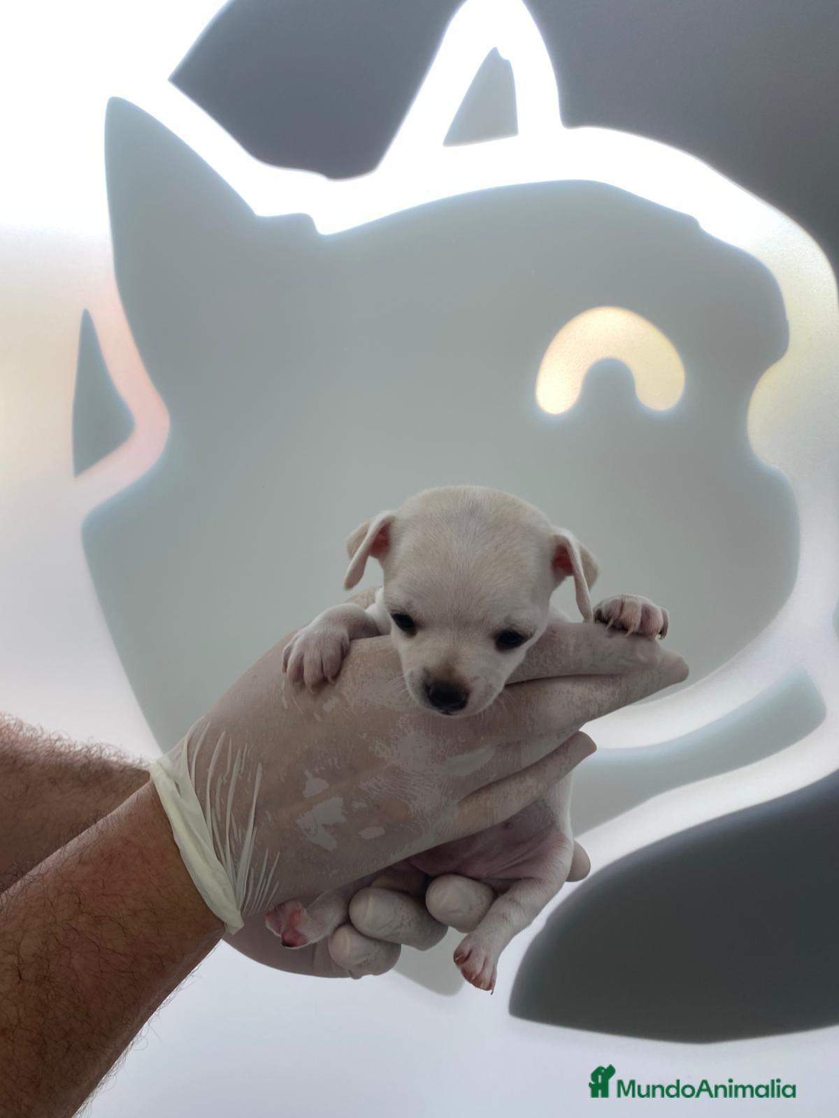 Chihuahua perros Chihuahua blanco  - Anuncio 7