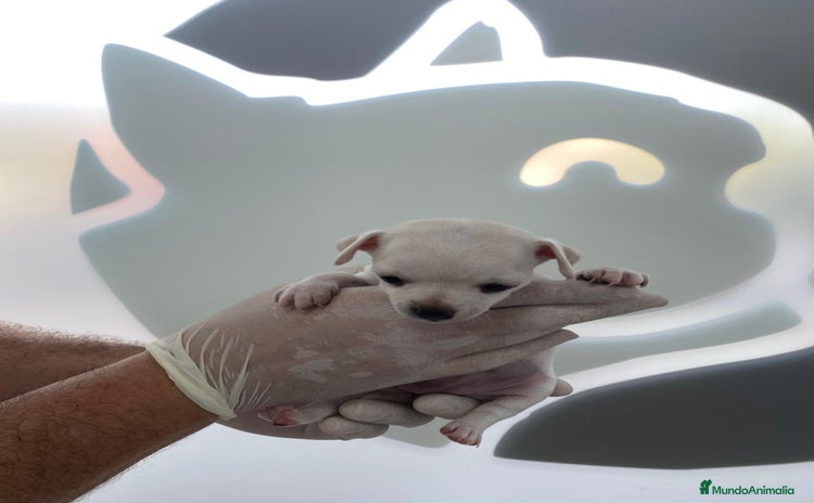 Chihuahua perros - Anuncio 9