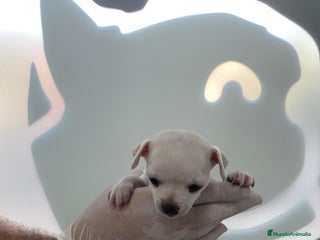 Chihuahua perros - Anuncio 1