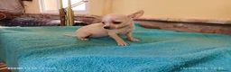 Chihuahua perros en venta: cachorritos chihuahua  - Anuncio 1