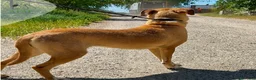 Raza Mixta perros en adopcion: ZAPE busca hogar - Anuncio 4