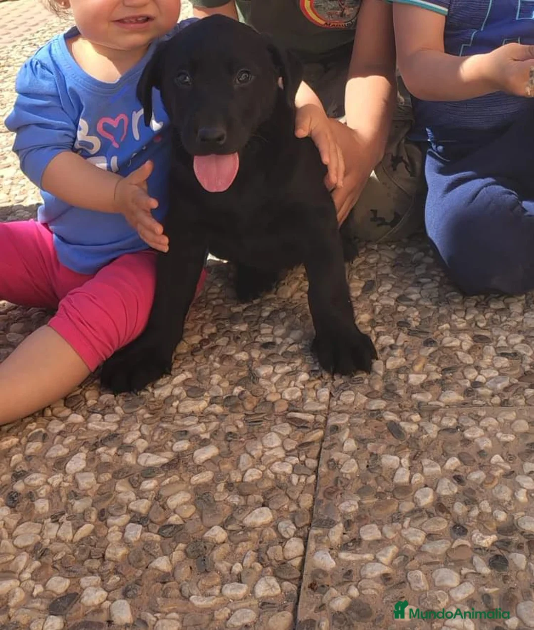 Labrador Retriever perros en venta: Macho de labrador retriever disponible  - Anuncio 1