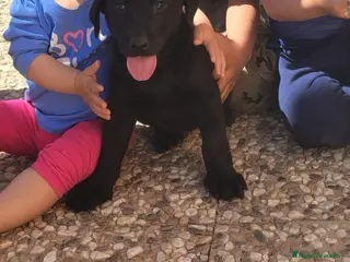 Labrador Retriever perros Macho de labrador retriever disponible - Anuncio 1