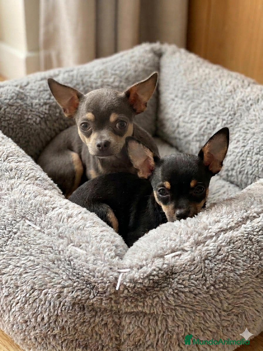 Chihuahua perros Chihuahuas toy cabeza manzana - Anuncio 1