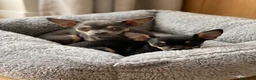 Chihuahua perros en venta: Chihuahuas toy cabeza manzana - Anuncio 1