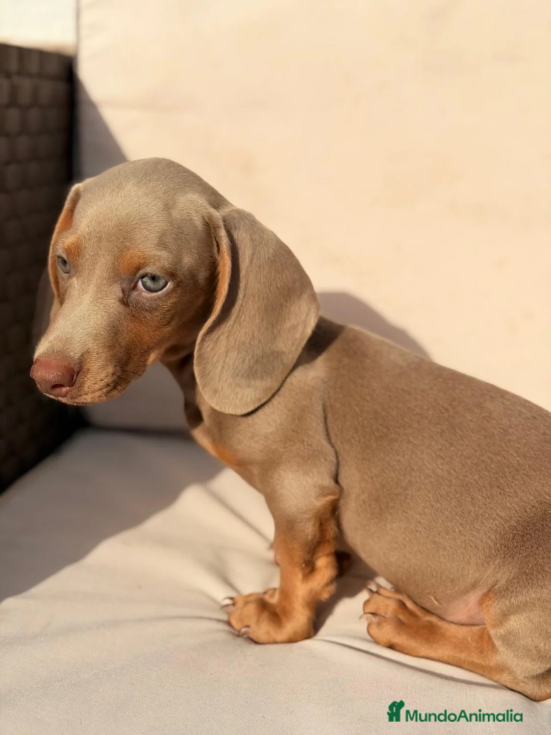 Teckel Miniatura perros en venta: TECKEL OJOS AZULES ARLEQUIN - Anuncio 6