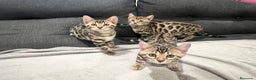 Bengalí gatos en venta: Bengalíes  en Cáceres - Anuncio 10