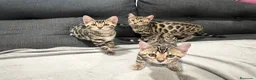 Bengalí gatos en venta: Bengalíes  en Cáceres - Anuncio 10