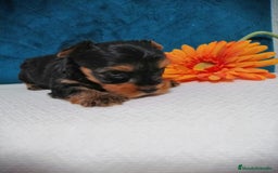 Yorkshire Terrier perros en venta: Wiewer miniatura  - Imagen 3