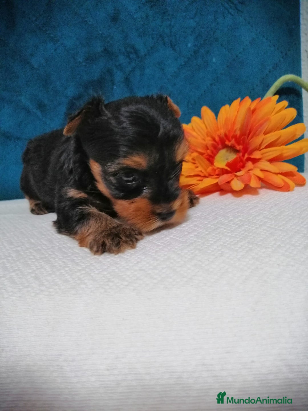 Yorkshire Terrier perros en venta: Wiewer miniatura  - Imagen 3