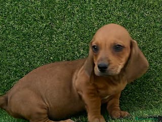 Teckel perros TECKEL ///// DACHSHUND ESPAÑA - Anuncio 31
