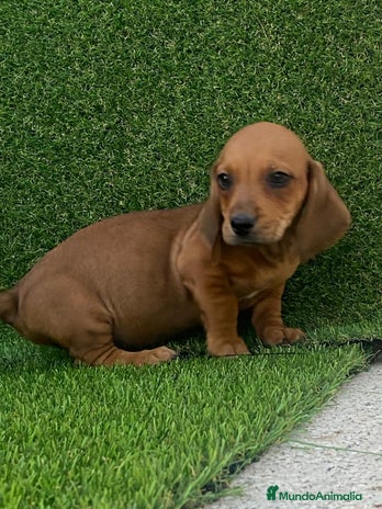 Teckel perros - Anuncio 6