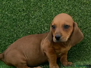 Teckel perros TECKEL ///// DACHSHUND ESPAÑA - Anuncio 16