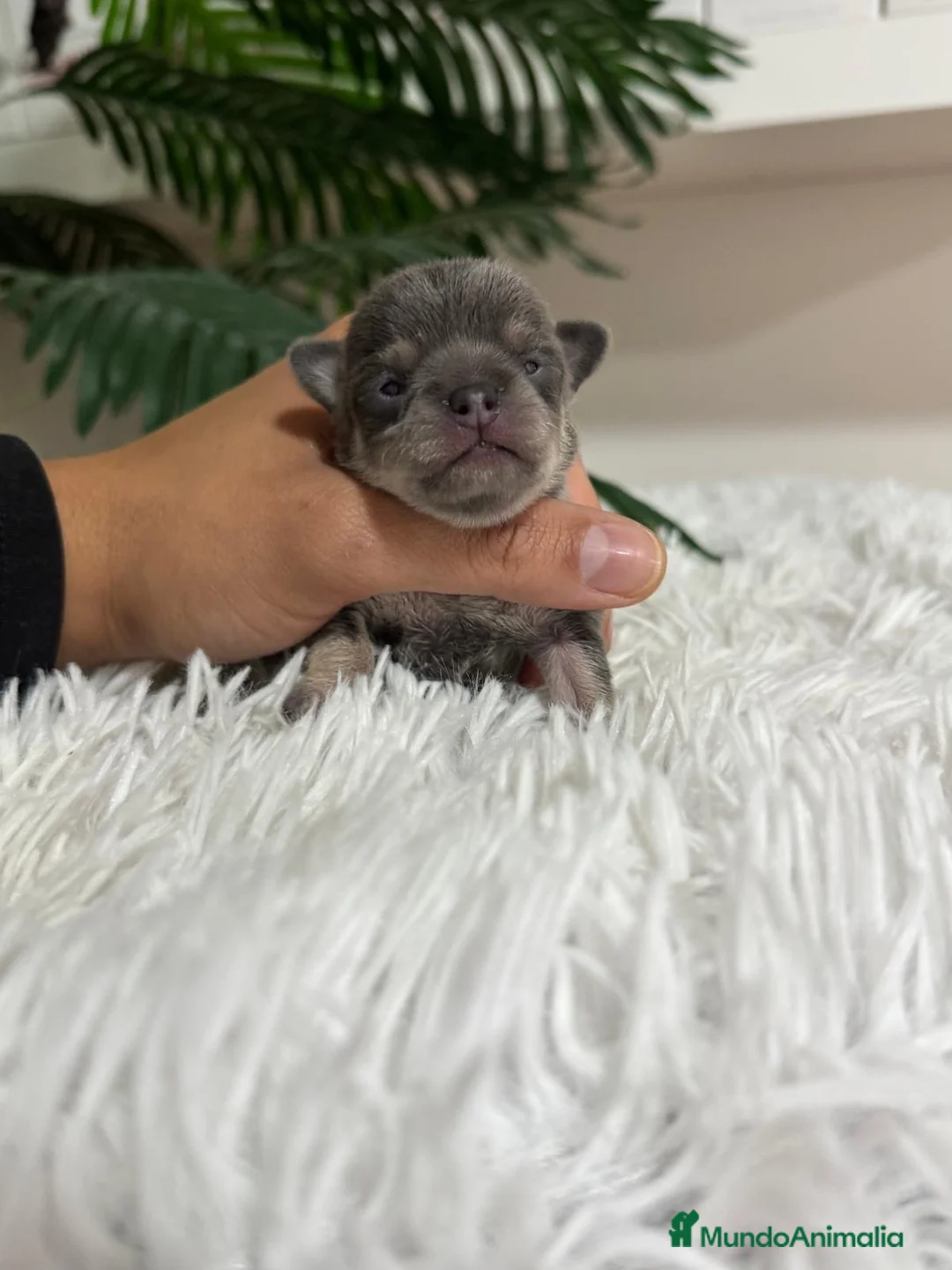 Chihuahua perros en venta: CHIHUAHUA BLUE - Anuncio 13