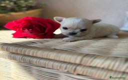 Chihuahua perros en venta: Chihuahua Toy macho disponible  - Imagen 5