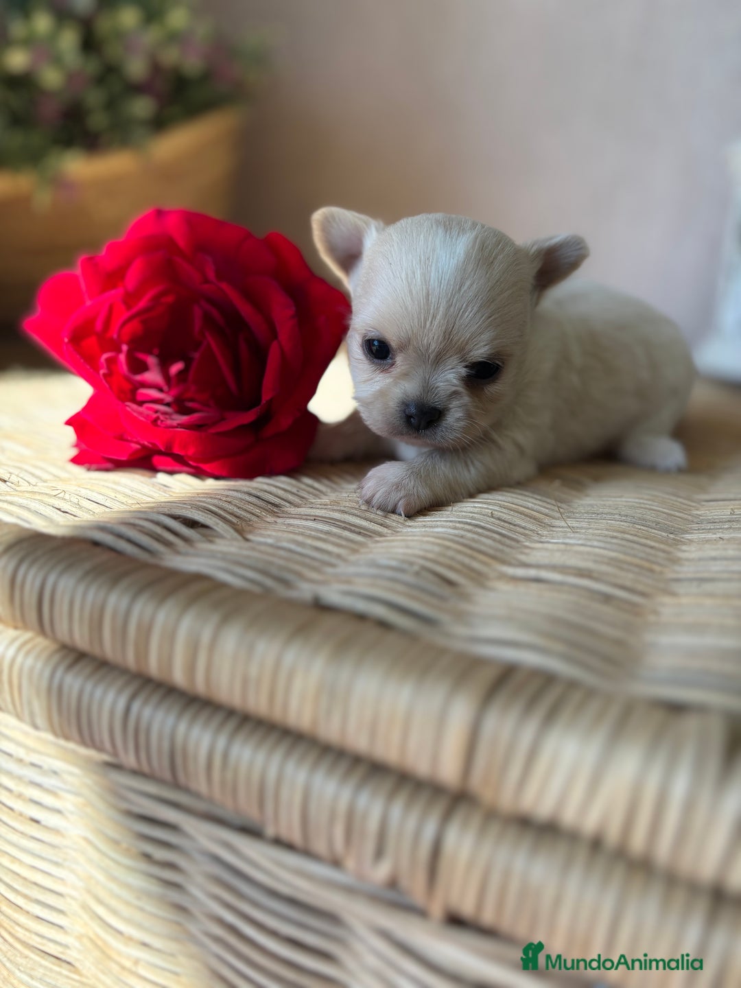 Chihuahua perros en venta: Chihuahua Toy macho disponible  - Imagen 5