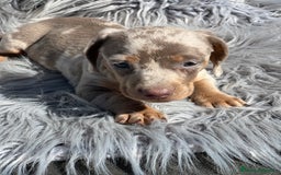Teckel Miniatura perros en venta: Teckel miniatura  - Imagen 4