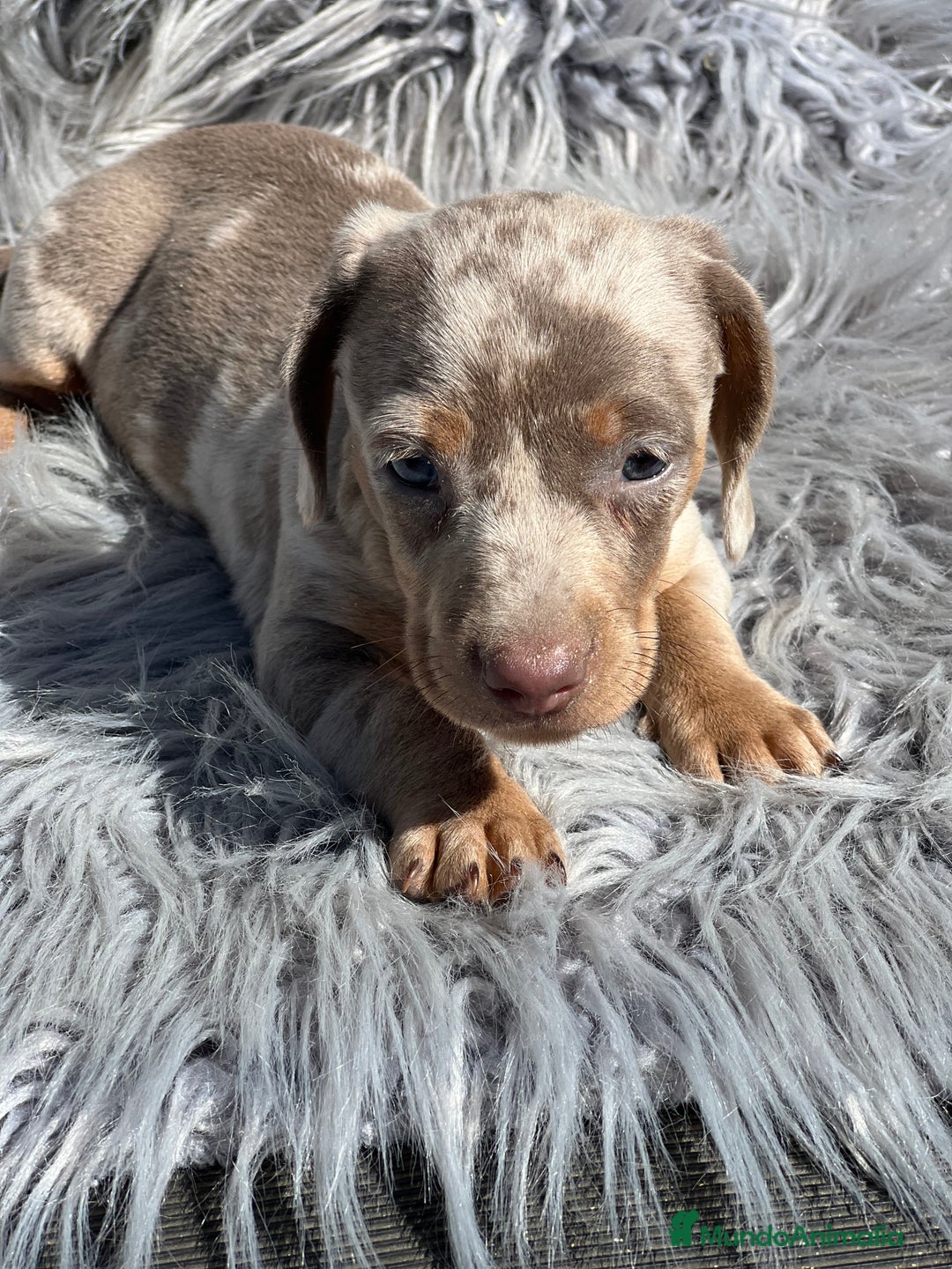 Teckel Miniatura perros en venta: Teckel miniatura  - Imagen 4