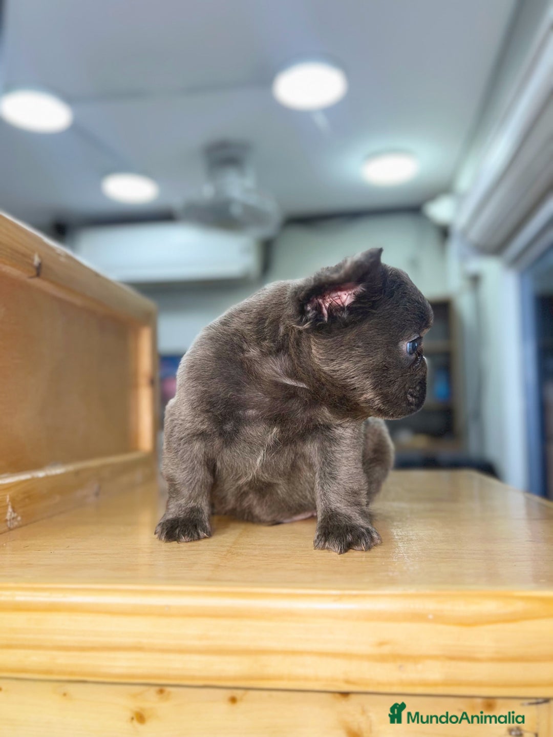 Bulldog Francés perros en venta: Bulldog francés puppy exoticos  - Anuncio 4