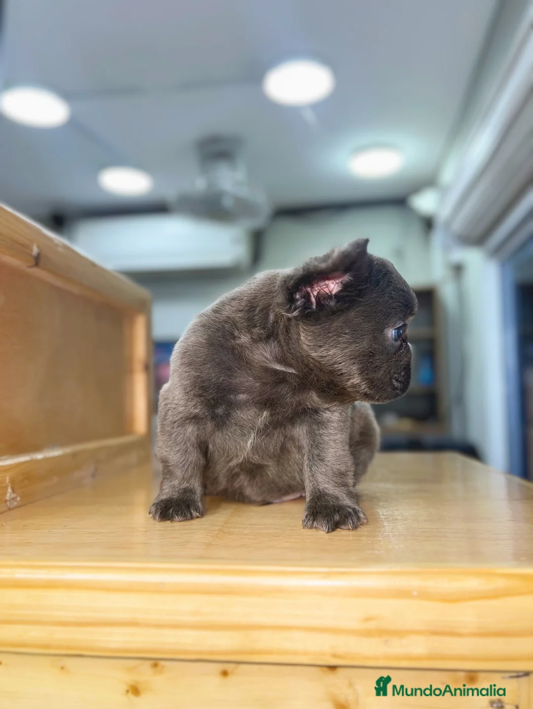 Bulldog Francés perros en venta: Bulldog francés puppy exoticos  - Anuncio 4