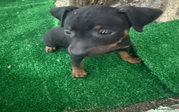 Pinscher Miniatura perros en venta: Mini pincher  - Imagen 2