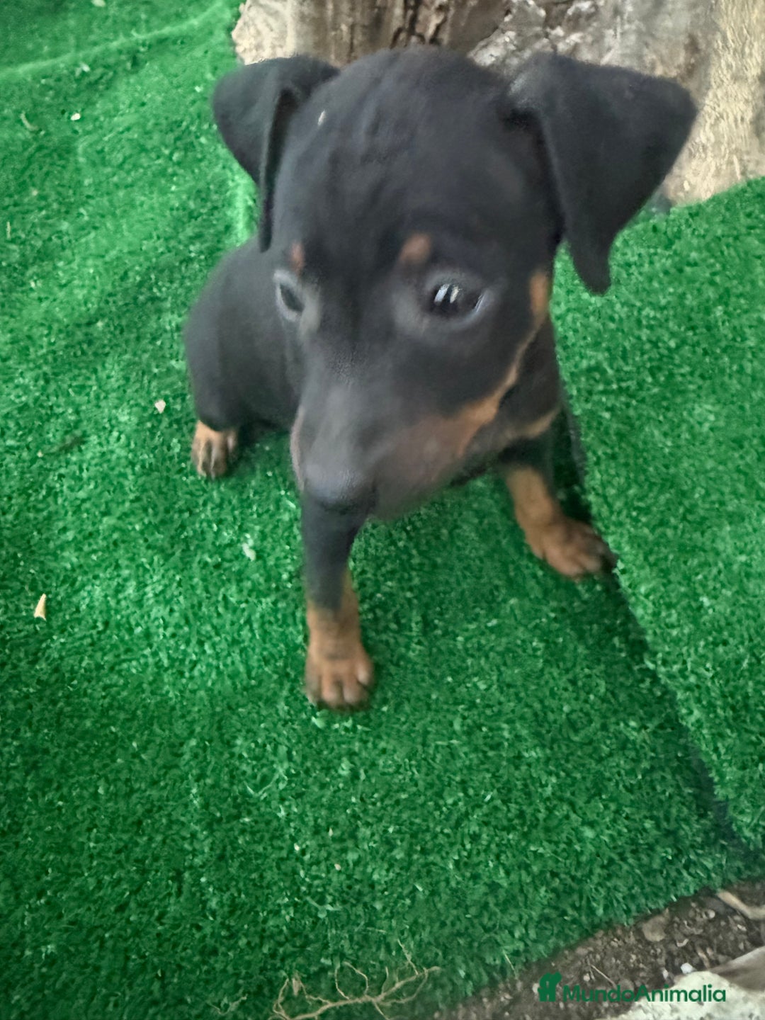 Pinscher Miniatura perros en venta: Mini pincher  - Imagen 2