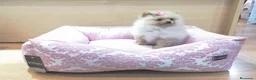 Pomerania perros en venta: Lulú de Pomerania  - Anuncio 8