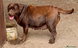 Labrador Retriever perros en venta: Labrador chocolate  - Imagen 4