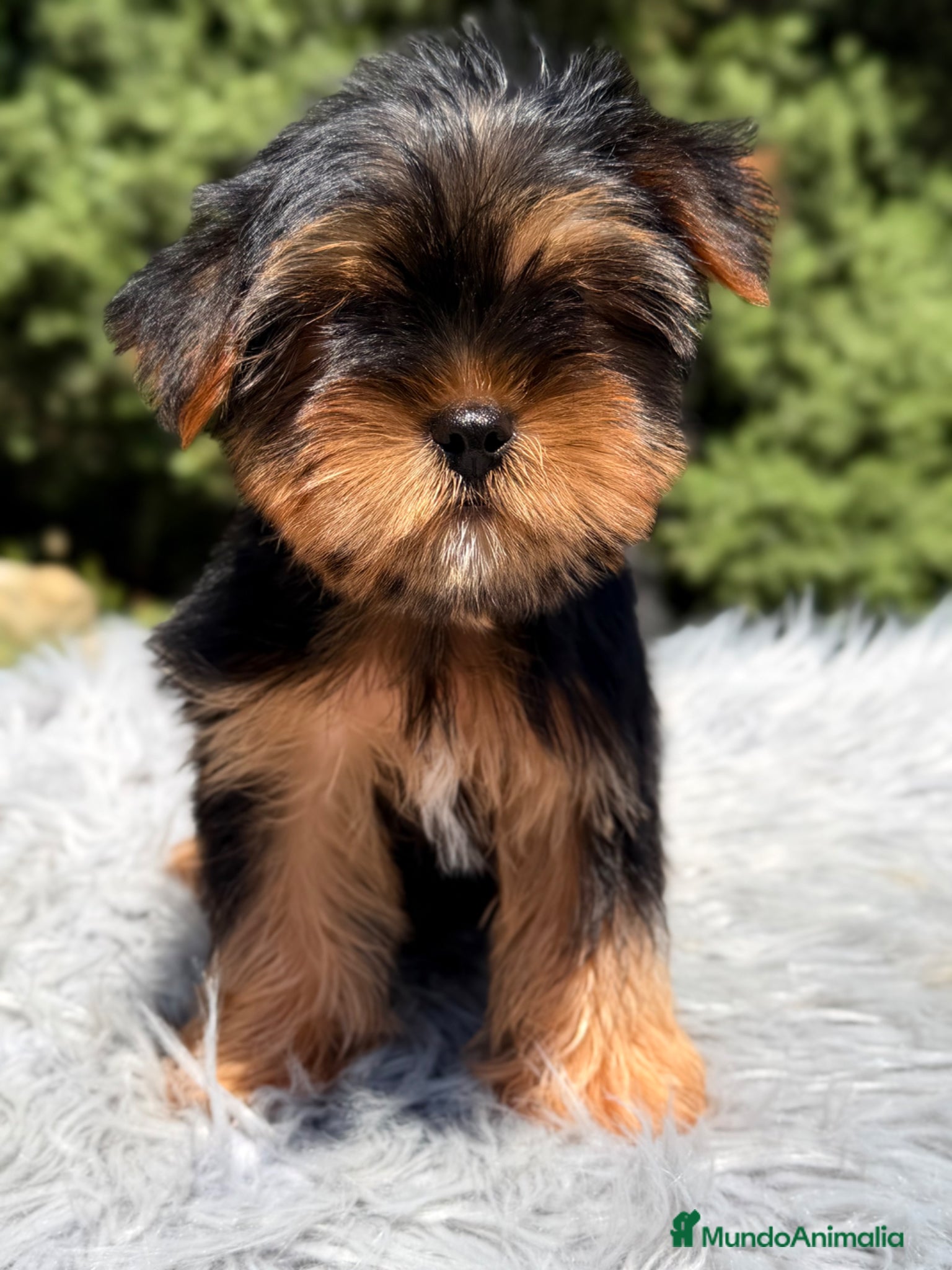 Yorkshire Terrier perros Yorkshire Toy  - Anuncio 1