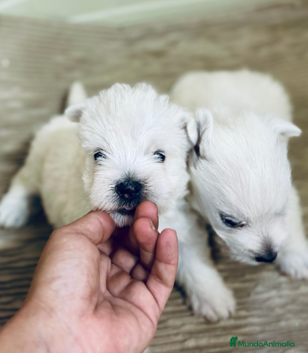 West Highland White Terrier perros en venta: WEST HISTLAND TERRIER - Imagen 5