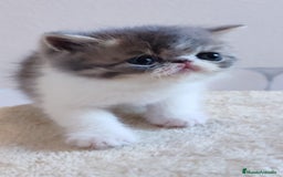 Persa gatos en venta: Camada gatitos raza persa - Imagen 2