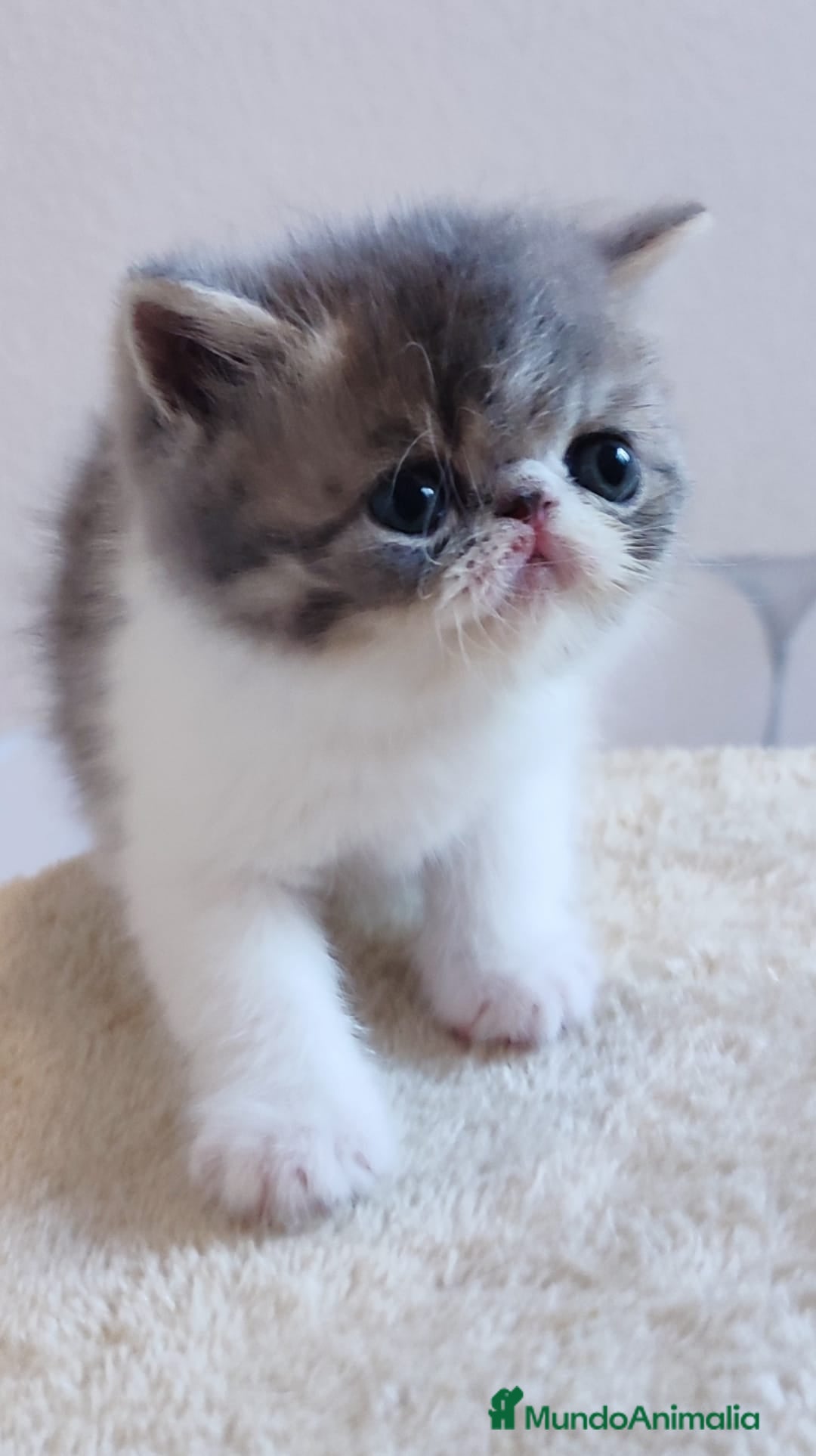 Persa gatos en venta: Camada gatitos raza persa - Imagen 2