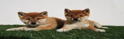 Shiba Inu perros en venta: Cachorros de Shiba Inu del Alto del Pago - Anuncio 8