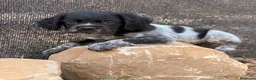 Épagneul Breton perros en venta: BRETON - Anuncio 5