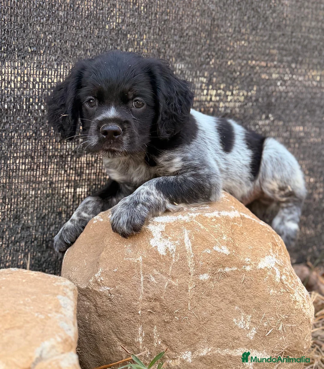 Épagneul Breton perros en venta: BRETON - Anuncio 5