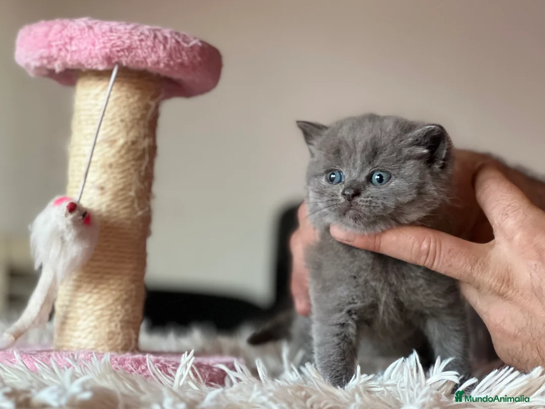 Británico de Pelo Corto gatos en venta: BRITISH SHORTHAIR BLUE - Anuncio 2