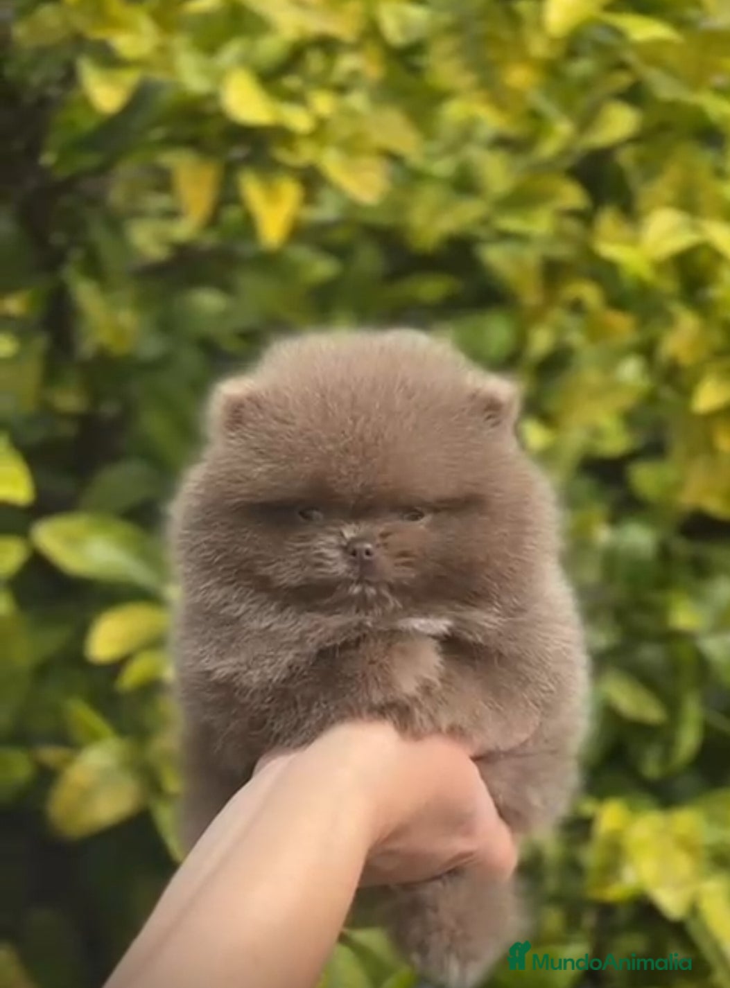 Pomerania perros LULÚ DE POMERANIA  - Anuncio 3