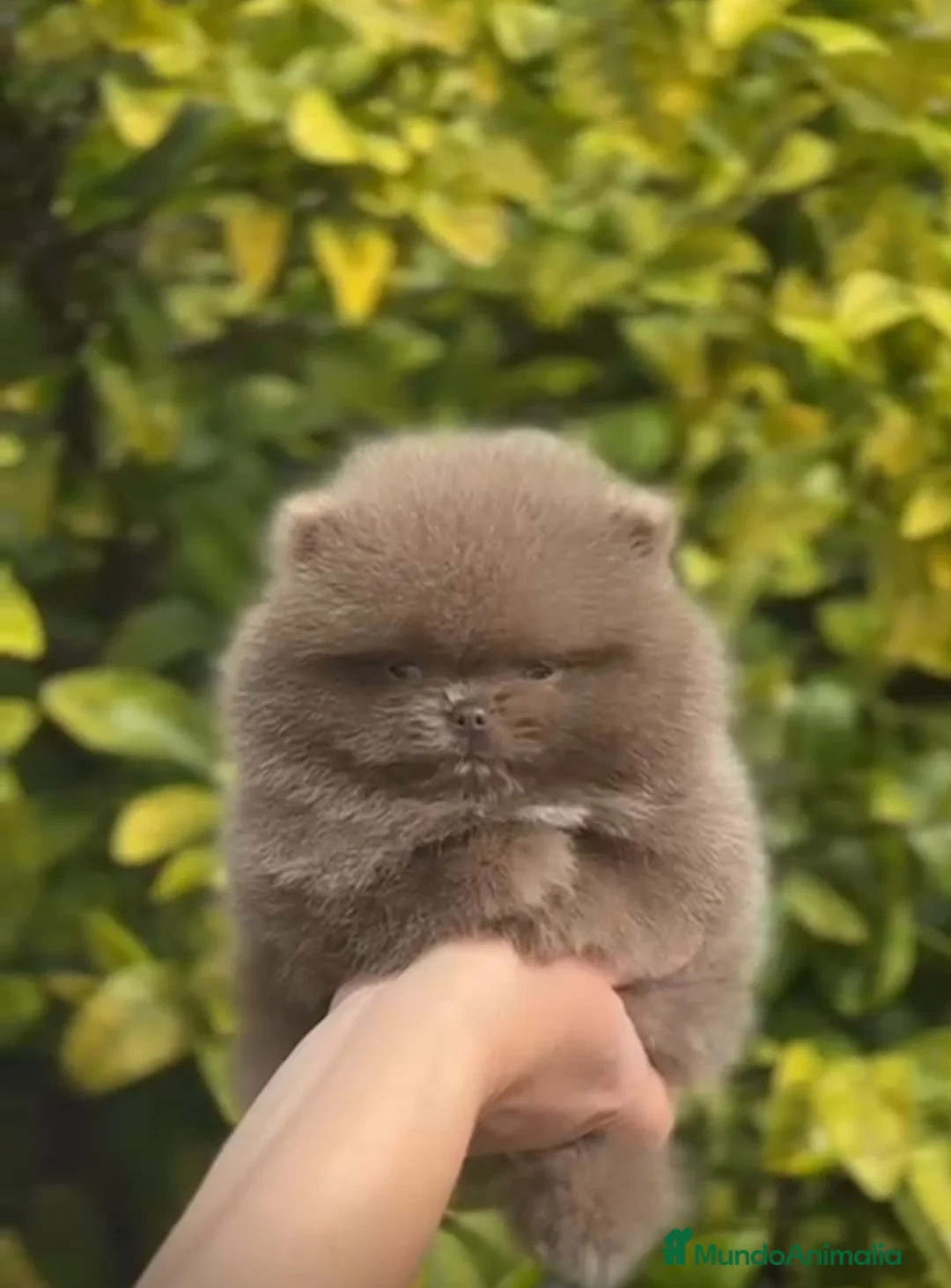 Pomerania perros en venta: LULÚ DE POMERANIA  - Anuncio 1