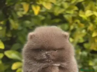 Pomerania perros LULÚ DE POMERANIA - Anuncio 3