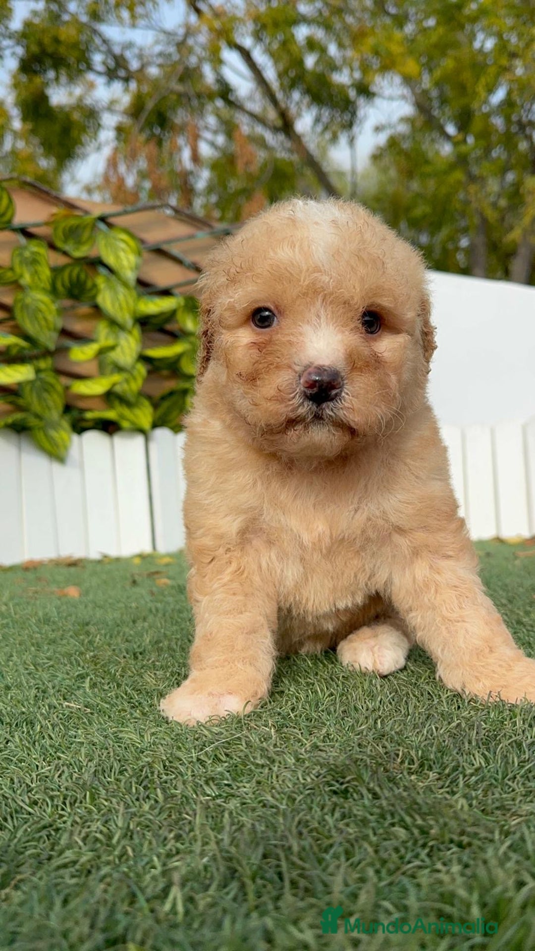 Perro de Agua Español perros en venta: PERRO DE AGUA ESPAÑOL - Anuncio 18