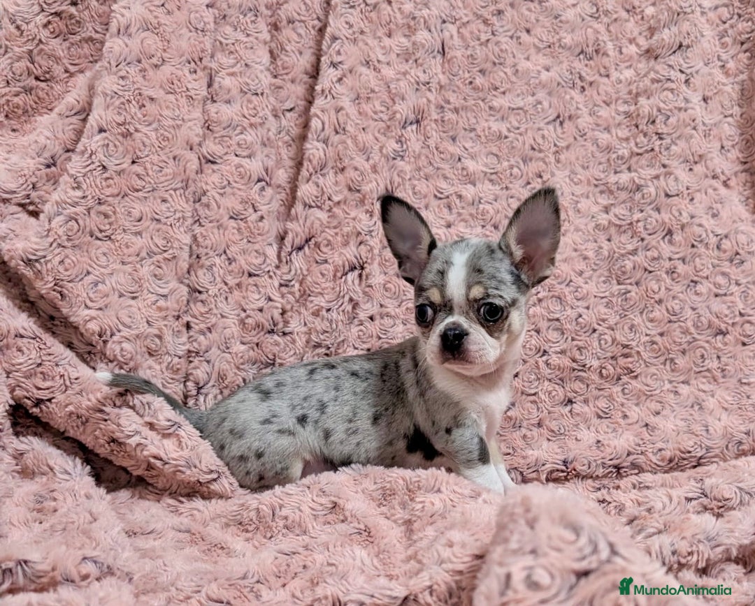 Chihuahua perros en venta: Chihuahua calidad show  - Anuncio 2