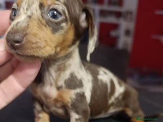 Teckel Miniatura perros Teckel kaninchen - Anuncio 2