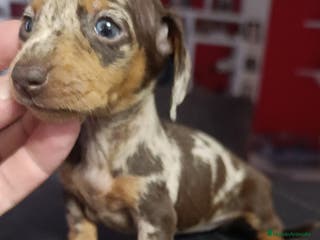 Teckel Miniatura perros Teckel kaninchen - Anuncio 24