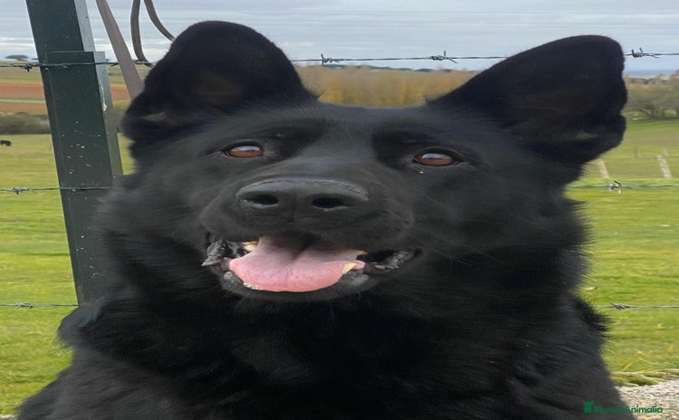 Pastor Alemán perros - Anuncio 7