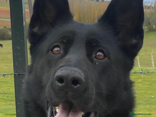 Pastor Alemán perros - Anuncio 5