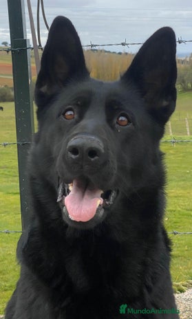 Pastor Alemán perros - Anuncio 1