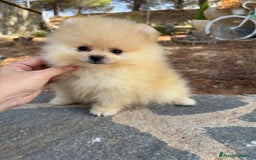 Pomerania perros en venta: Pomerania Toy hembra - Imagen 5