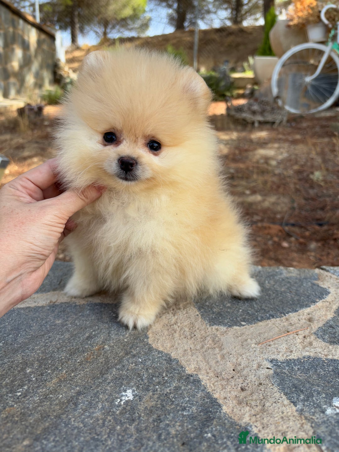 Pomerania perros en venta: Pomerania Toy hembra - Imagen 5