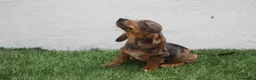 Teckel Miniatura perros en venta: Teckel Miniatura  - Anuncio 31
